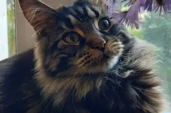 Пропала кошка на ул. Чичерина, 2, Челябинск