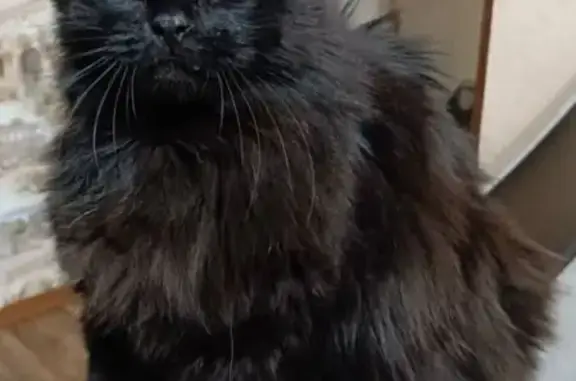 Кошки потеряшки, Саратовская область, фото: Потеряшка кот, СНТ Фиалка, д. Трещиха