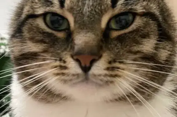 Кошка найдена истощенной, Казань, Татарстан