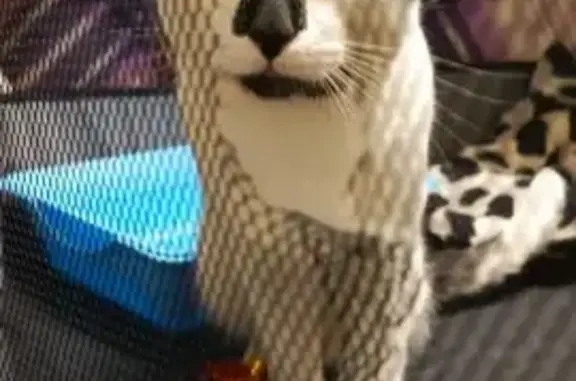 Найдена кошка, Тверь, фото: Найден кот: Учительская ул., 13/34, Тверь