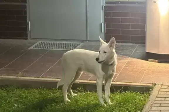 Найдена собака, Красногорск, фото: Собака найдена: Парковая ул., Красногорск