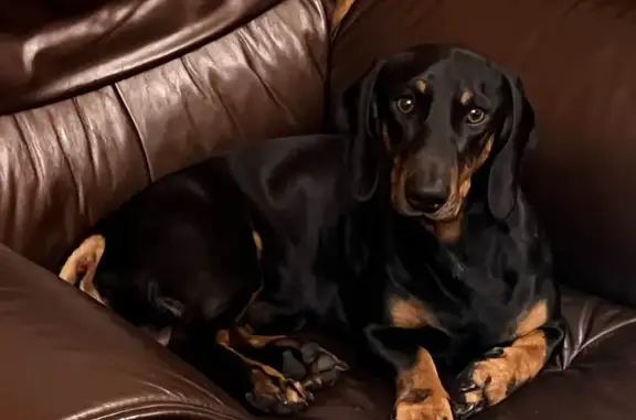 Собаки потеряшки, Белгород, фото: Потеряшка собака, Школьная ул. 19, Белгород