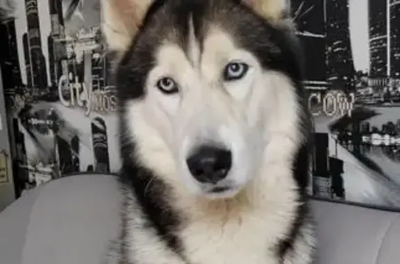 Пропала хаски у Чернышевского моря