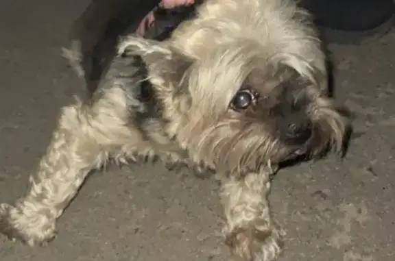 Чихуа-хуа найдена, Балашиха, Юбилейная 12к1