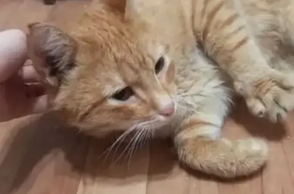 Кот найден, Чуйкова 59В, Казань