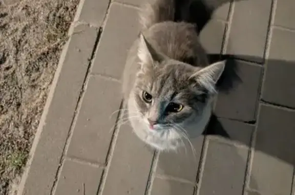 Найдена кошка, Липецк, фото: Кошка найдена: ул. Свиридова, 28, Липецк