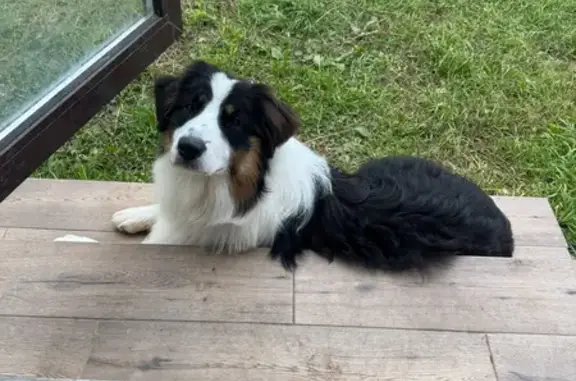 Собаки потеряшки, , фото: Потеряшка собака в Старом Михайловском