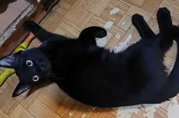 Пропала кошка Кузя, Блюхера 55, СПб