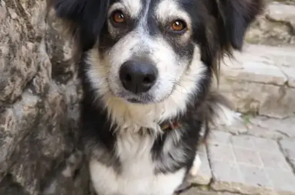 Собаки потеряшки, Новороссийск, фото: Потеряшка собака, ул. Чайковского, Новороссийск