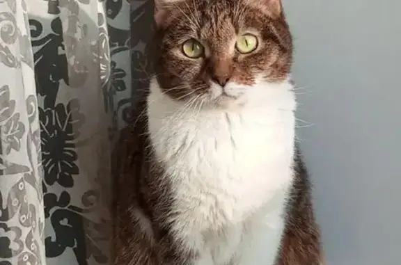 Кошки потеряшки, Москва, фото: Потеряшка кошка, Таганрогская ул., 9, Москва