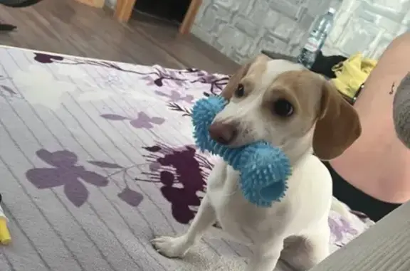 Собаки потеряшки, , фото: Потеряшка собака, Куйбышев, Новосиб. обл.