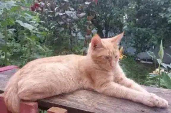 Пропала кошка, Большая Октябрьская 24