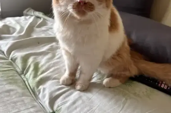 Кошка найдена: ул. Курчатова, 9, Пермь