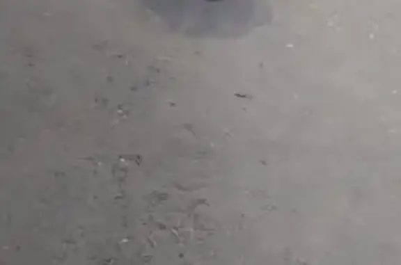 Собака найдена: ул. Ахазова, 1Б, Чебоксары