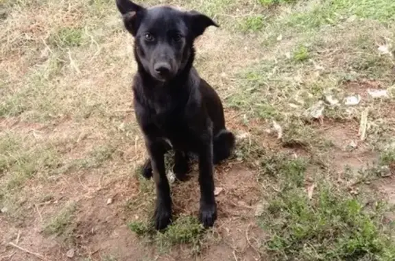 Пропала собака, Надеждино, Центр. ул.