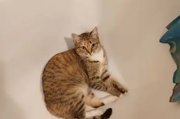 Кошки потеряшки, Новосибирск, фото: Потеряшка кошка, Адриена Лежена 18/1