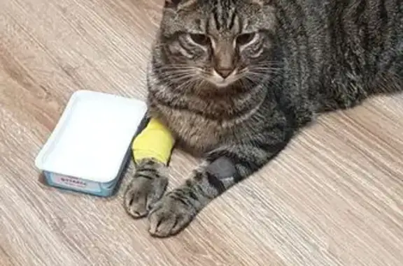 Найдена кошка, Московский сельсовет, фото: Кот найден на остановке Пригорск-Ербинская