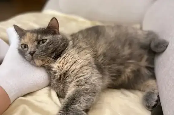 Кошки потеряшки, Красноярск, фото: Потеряшка кошка, Московская ул., 7, Крск