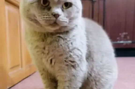 Найдена кошка, Стародуб, фото: Найдена кошка, Молодёжная ул., Стародуб