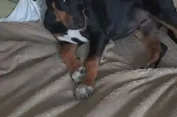 Собака найдена: Черно коричневый 50, Чита