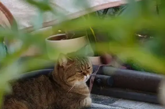 Кошки потеряшки, Краснодар, фото: Потеряшка кошка, Бородинская 156/13, Краснодар