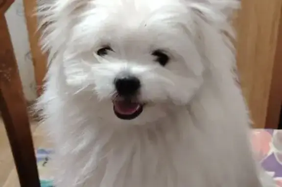 Найдена собака, Дубовое, фото: Собака найдена, Богатырская ул., Дубовое