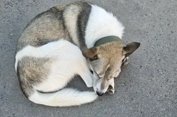 Собака найдена на ул. Ахазова, Чебоксары