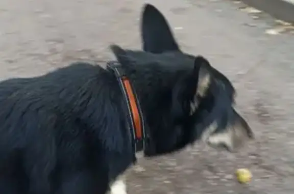 Найдена собака, Екатеринбург, фото: Найдена собака, ул. Новаторов, 17, Екб