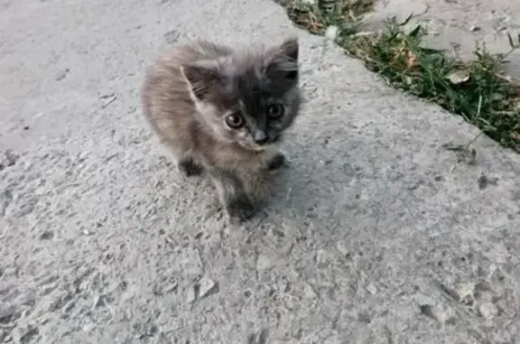 Пропала кошка, ул. Калмыкова, Чертково