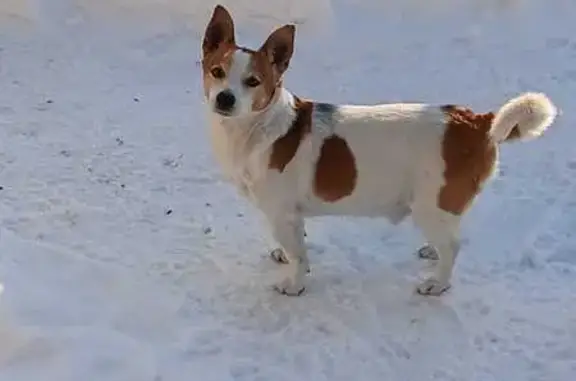 Пропала собака в садоводстве Геологи, Алтайский край