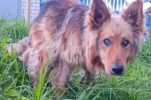 Слепая собака найдена на Строителей, 98