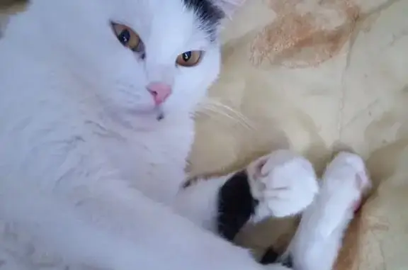 Пропала кошка на Волгоградской улице