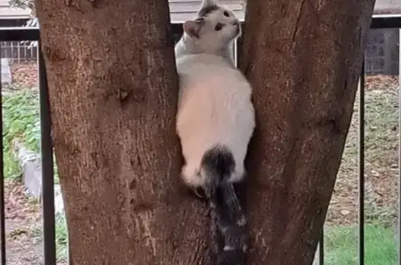 Кошка найдена: Знаменские Садки, 9к1