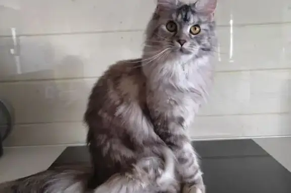 Кошки потеряшки, , фото: Потеряшка кошка Мейн-кун, Урал, МО