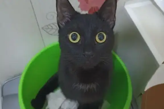 Кошки потеряшки, Великий Новгород, фото: Потеряшка кошка, ул. Рахманинова 13 к1