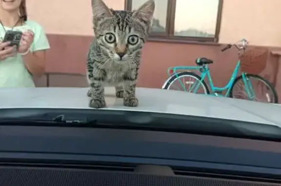 Пропала кошка, Рождественская 6/13, СО