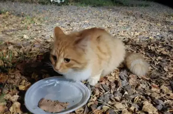 Найдена кошка, Лесколовское сельское поселение, фото: Кошка найдена на Круговой улице, Лесколово