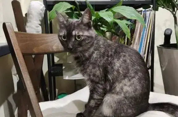 Кошка найдена у магазина на Белоостровской, 7