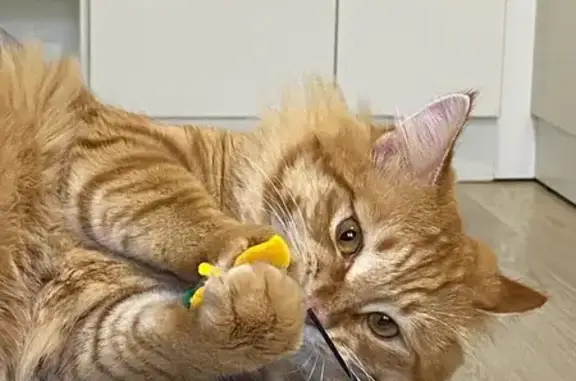 Кошки потеряшки, Камышин, фото: Потеряшка рыжий кот, Воронежская ул., Камышин