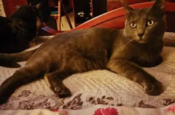 Кошки потеряшки, Москва, фото: Потеряшка кошка, Ломоносовский пр., 23