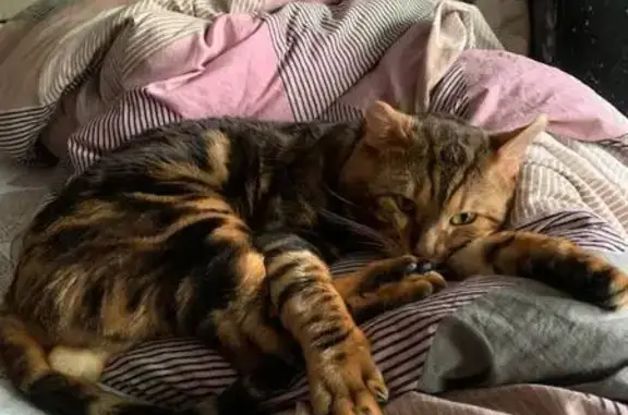 Пропал кот, Берёзовый проезд, 4, Кострома