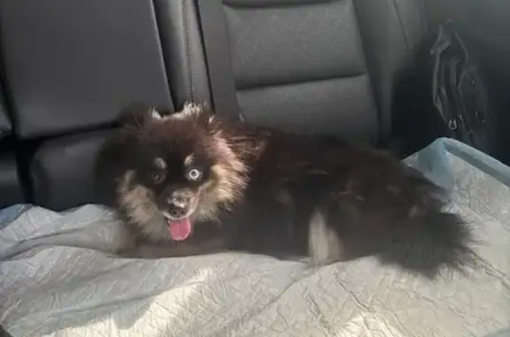 Пропала собака, ул. Руставели, 6А, Москва