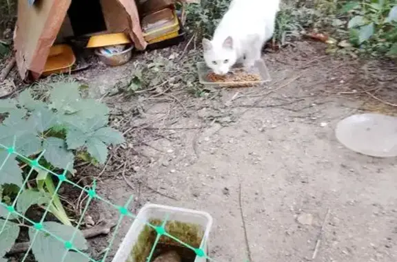 Кошка найдена: Фортунатовская ул., 18