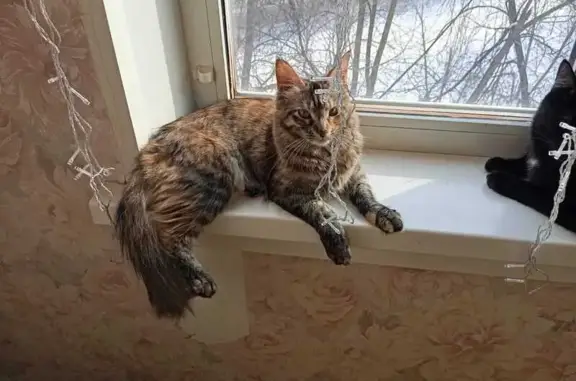 Пропала кошка, Бердск, Новосибирская обл.