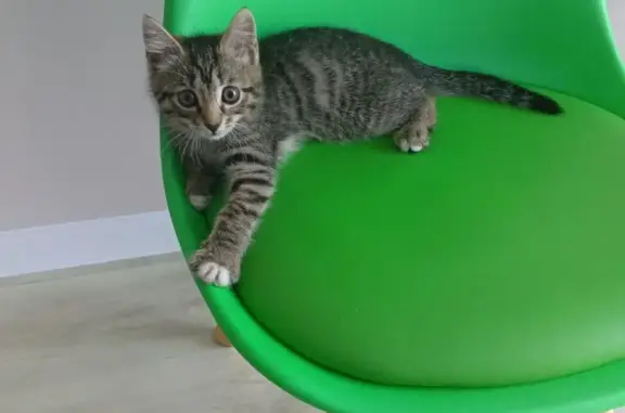 Пропала кошка, Путевая ул., Кунгур