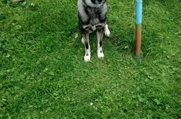 Найдена собака, Томск, фото: Собака найдена, Окружная ул., Томск