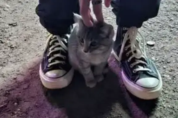 Найдена кошка, , фото: Найдена кошка, ул. Орджоникидзе, 36а