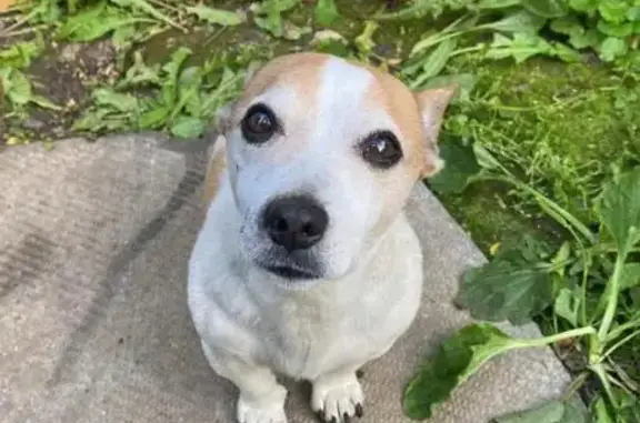 Пропала собака Чип, Вышетравино, Рязань