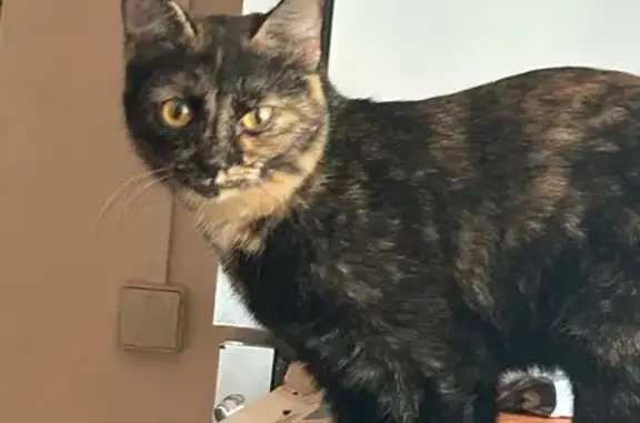 Пропала кошка, Лесная ул., 26