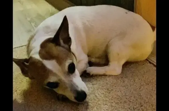 Пропала собака в Вышетравино, 61Н-463